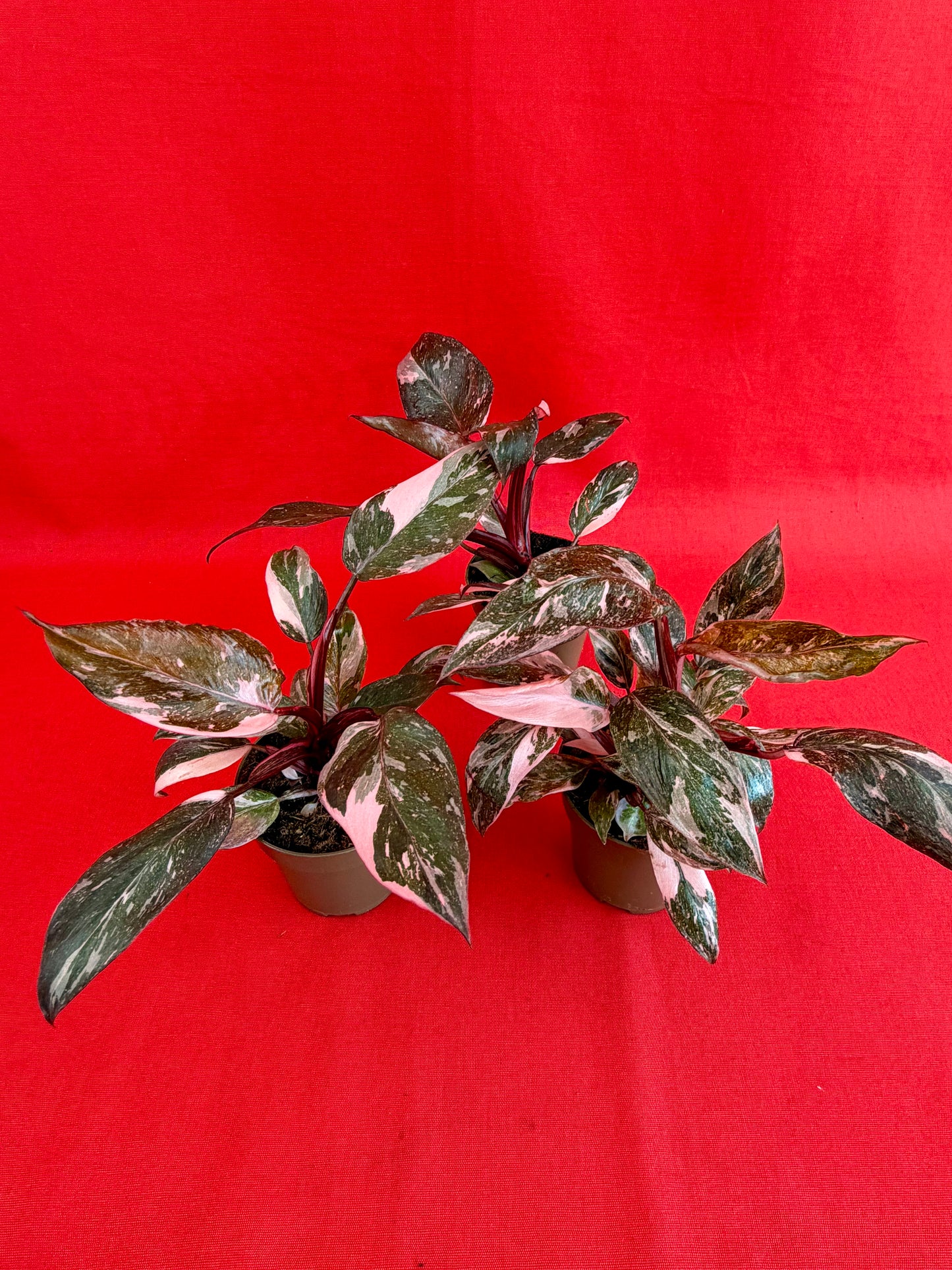 Philodendron Pink Princess Marble - LUplnts