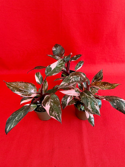 Philodendron Pink Princess Marble - LUplnts