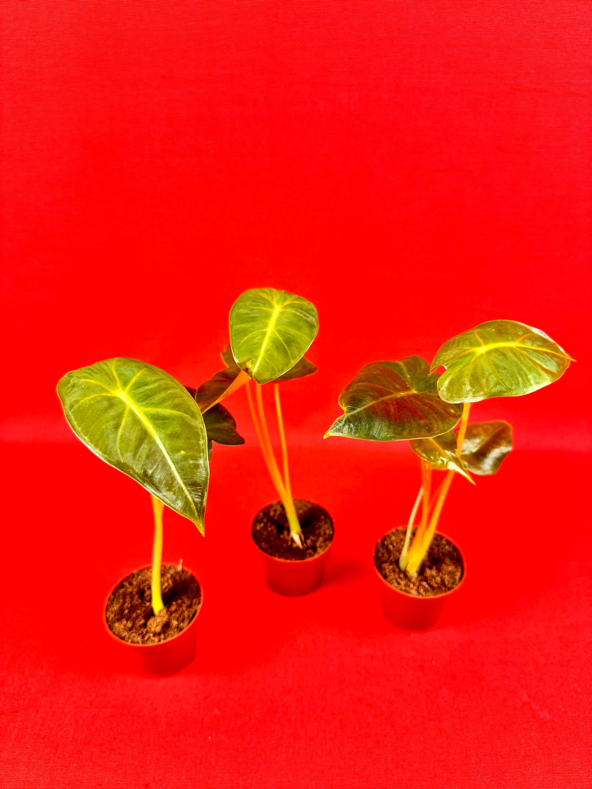 Alocasia micholitziana Frydek (s) - LUplnts