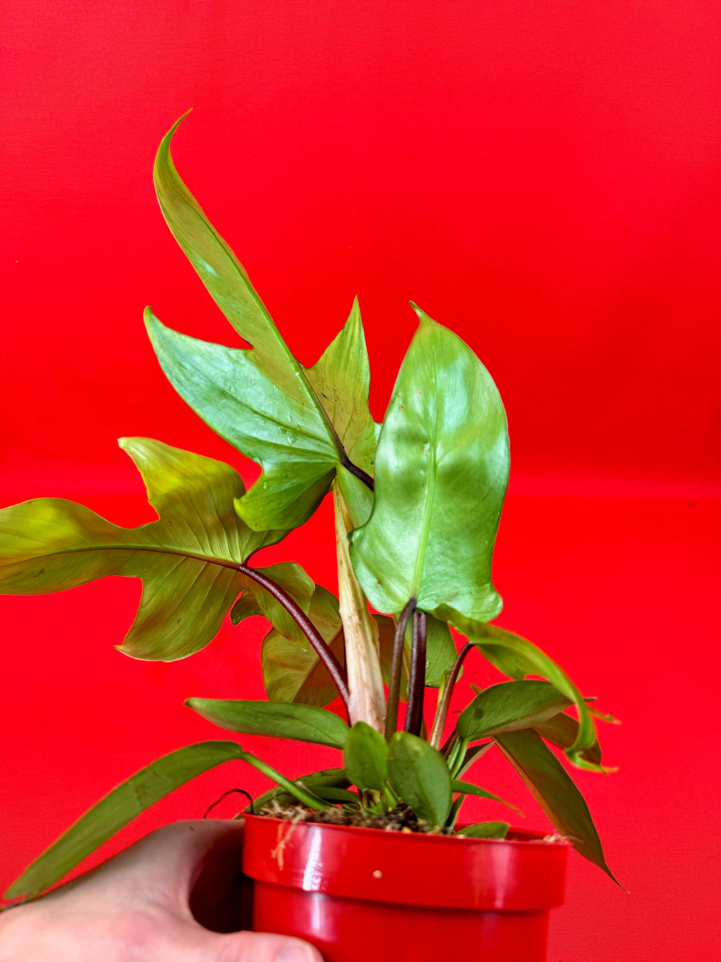 Philodendron Florida Green