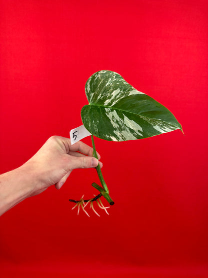 Monstera Deliciosa Variegata (cutting) - LUplnts