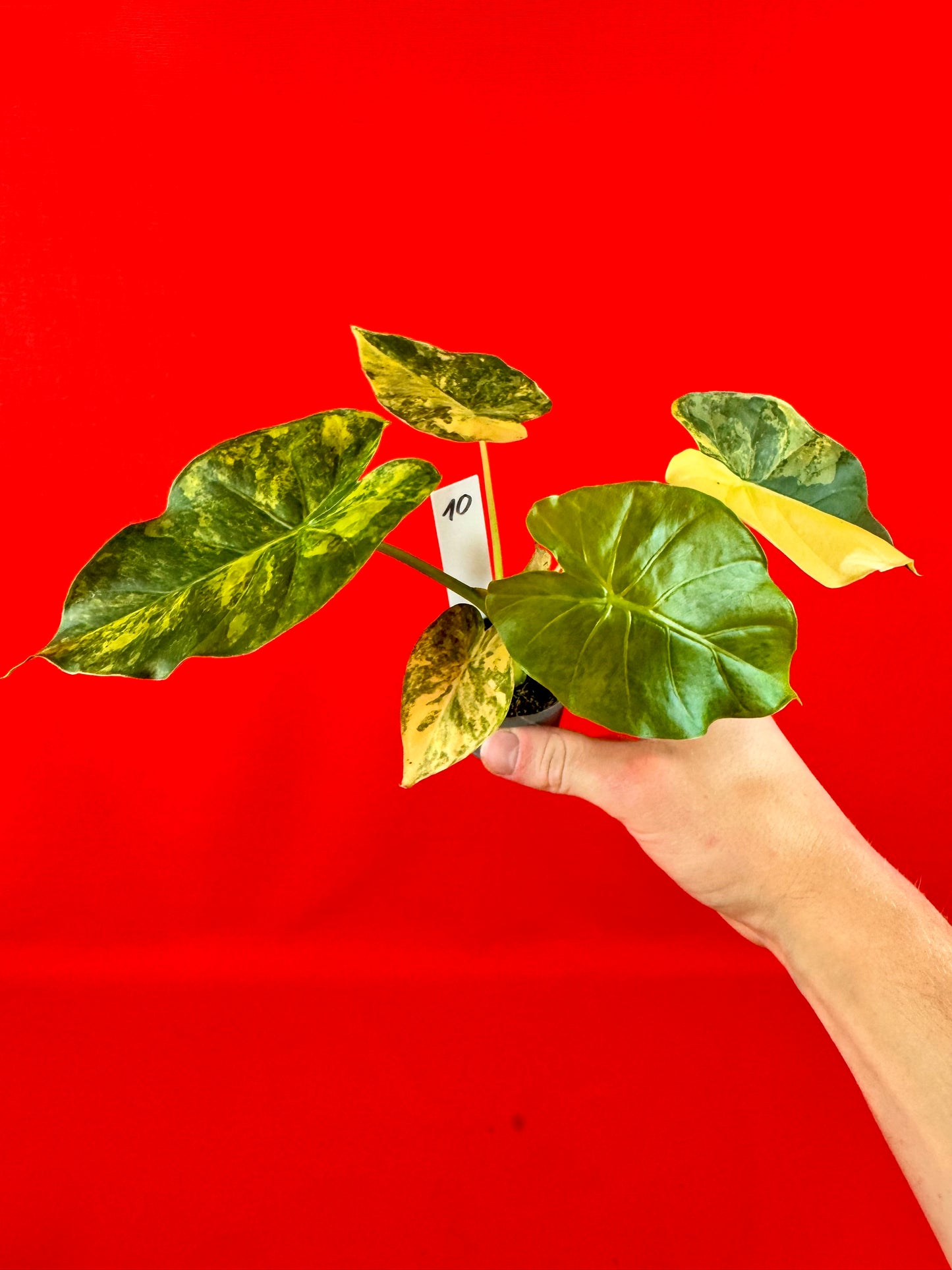 Alocasia macrorrhizos 'Aurea Variegata' (s)