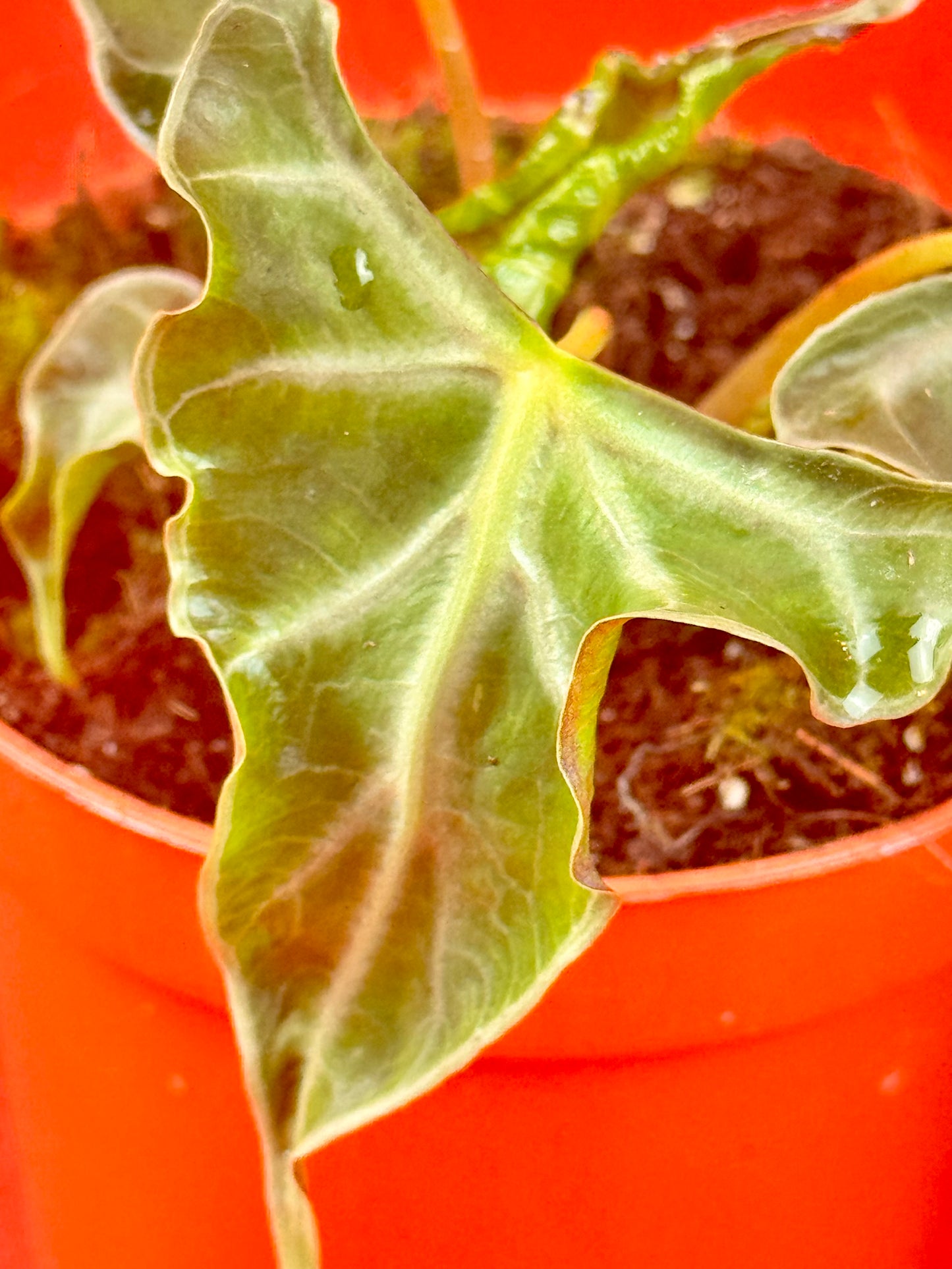 Alocasia Loco - LUplnts