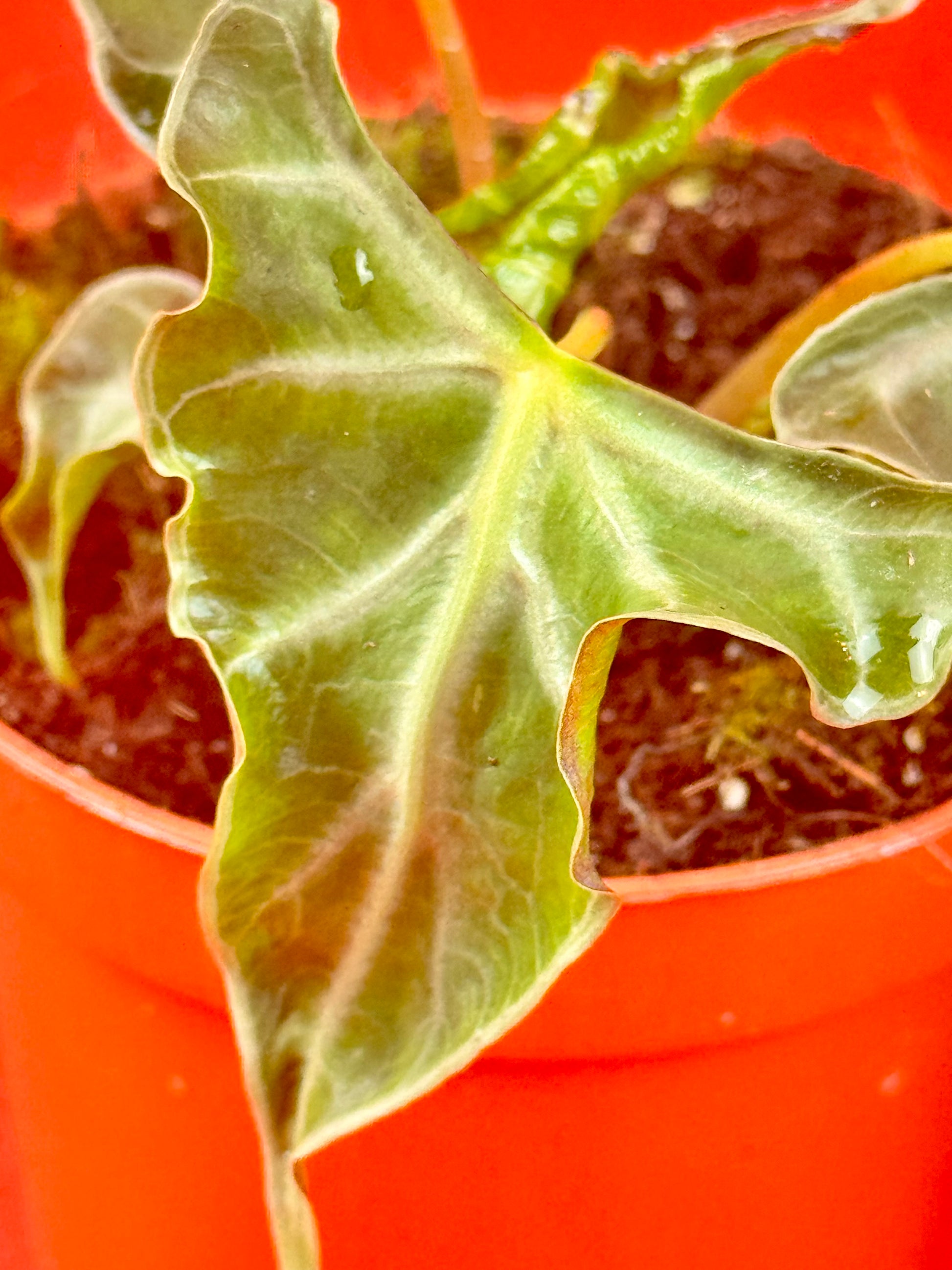 Alocasia Loco - LUplnts