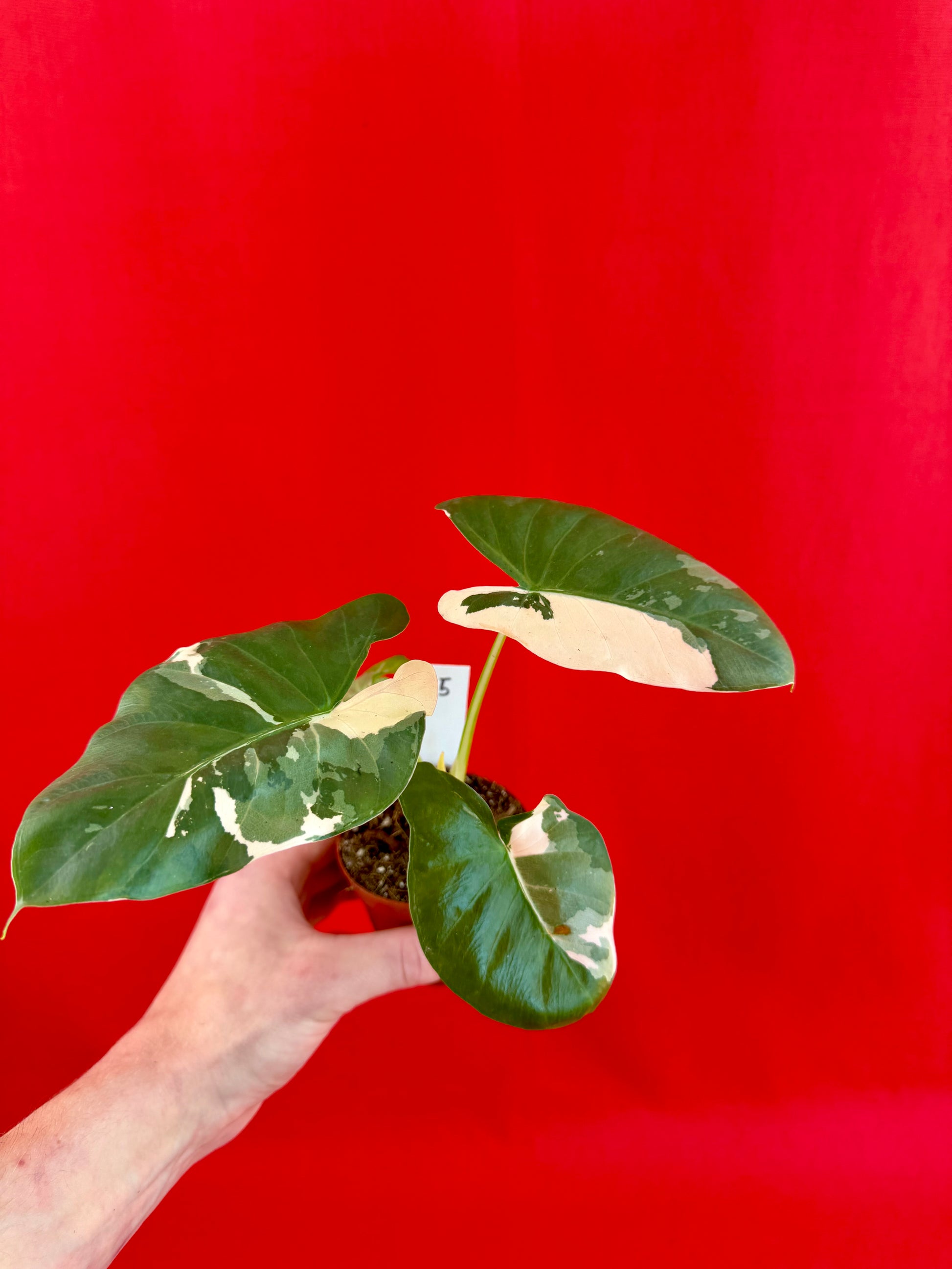 Alocasia Macrorrhiza Variegata - LUplnts