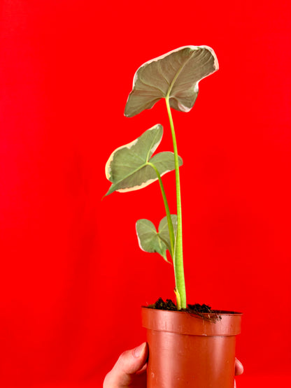 Xanthosoma sagittifolium 'Variegatum Monstrosum'