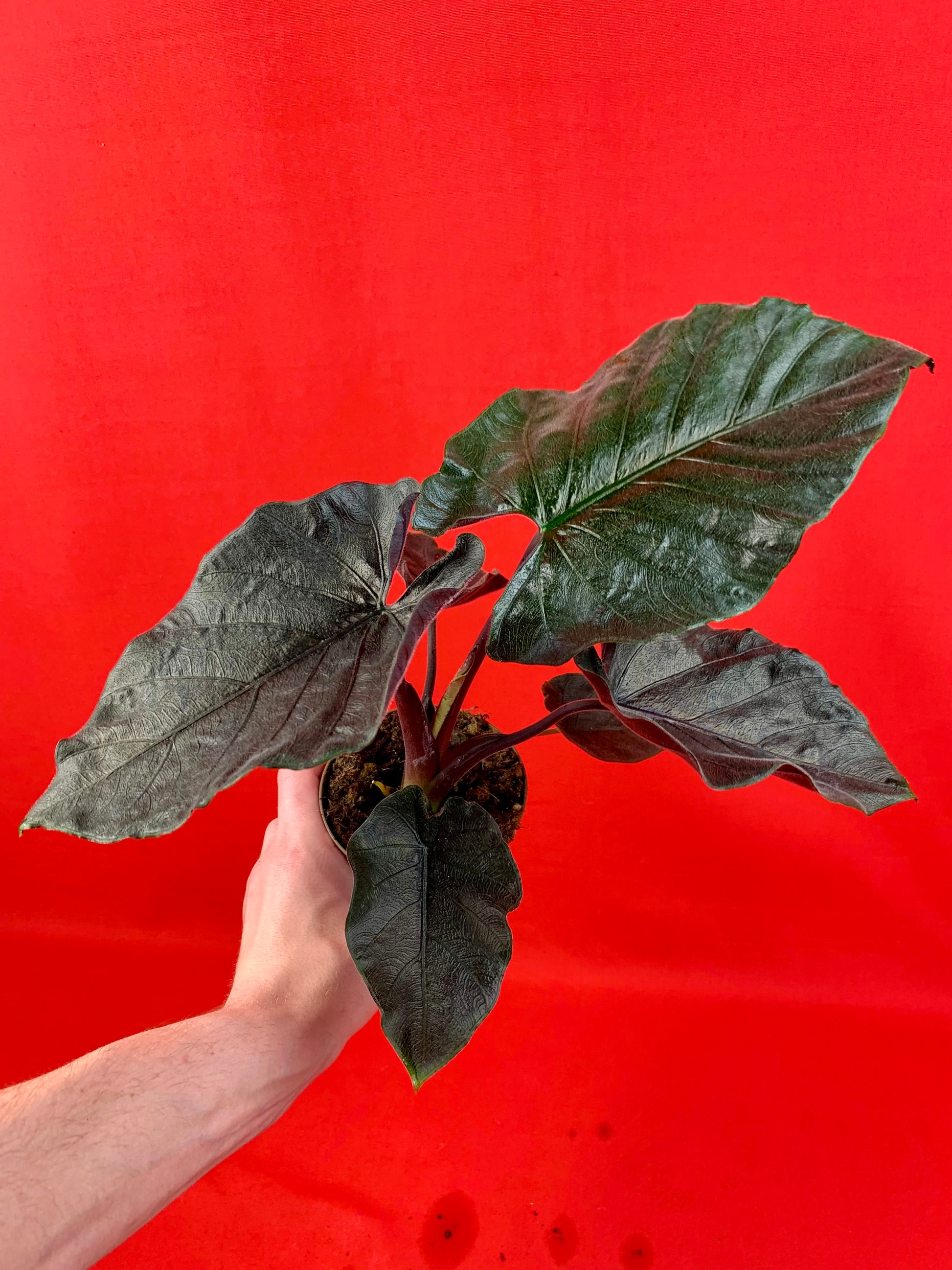 Alocasia Antoro Velvet - LUplnts
