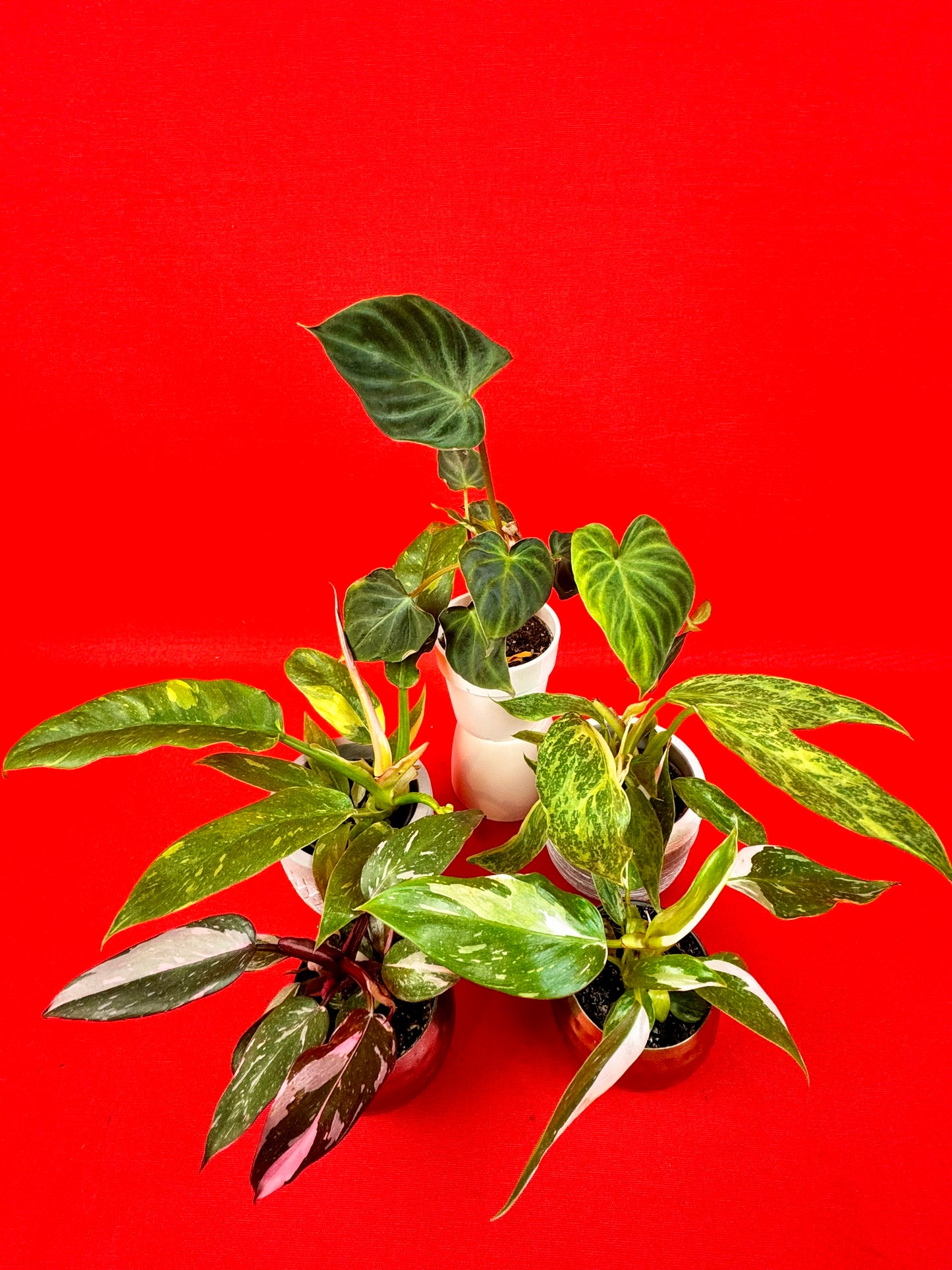 Philodendron Bundle (s)