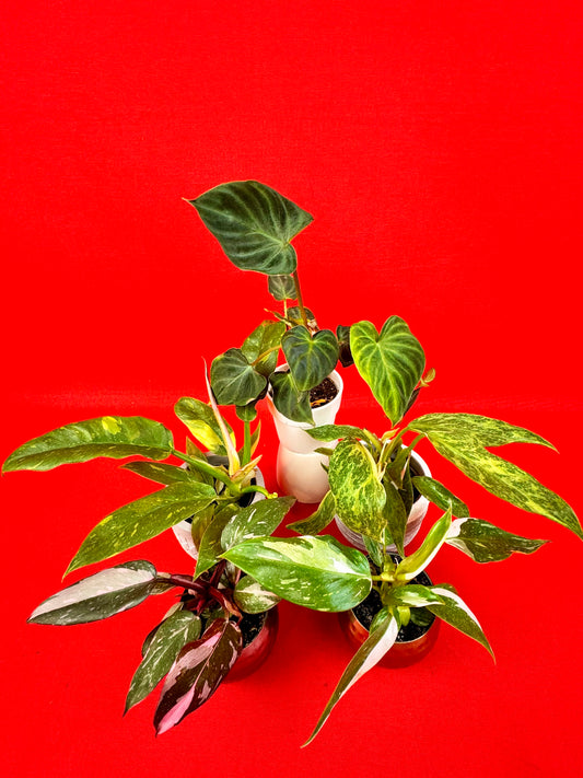 Philodendron Bundle (s)