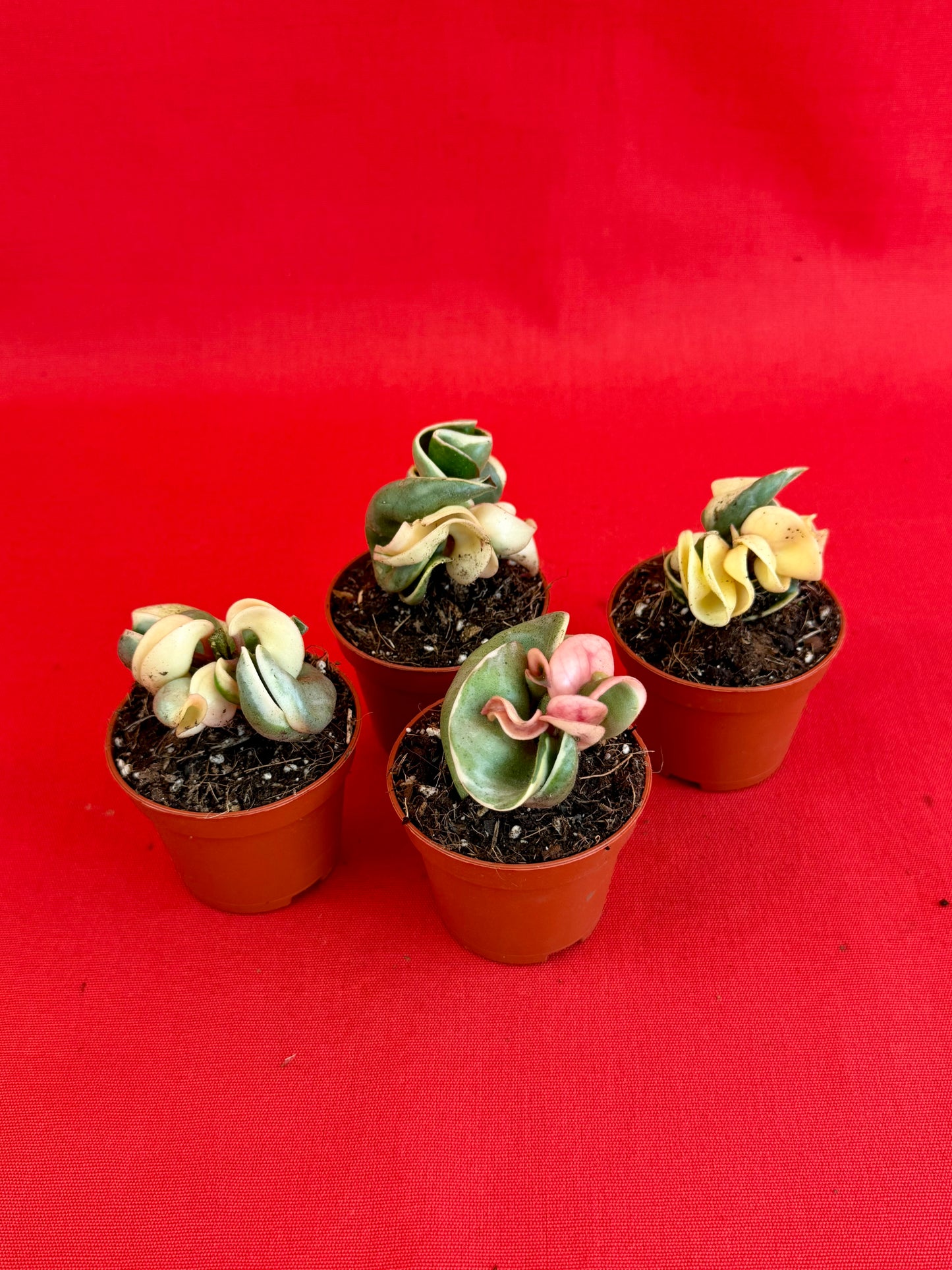 Hoya Carnosa ‚Compacta Variegata‘ (s) - LUplnts