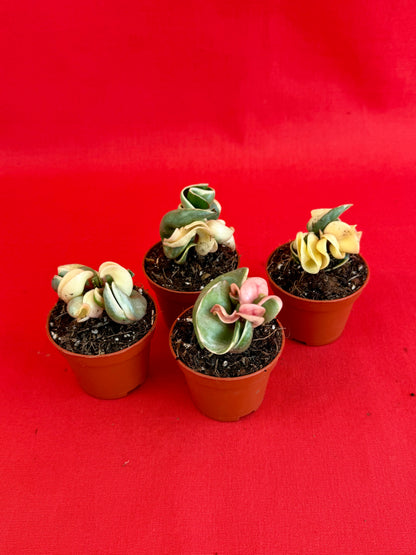 Hoya Carnosa ‚Compacta Variegata‘ (s) - LUplnts