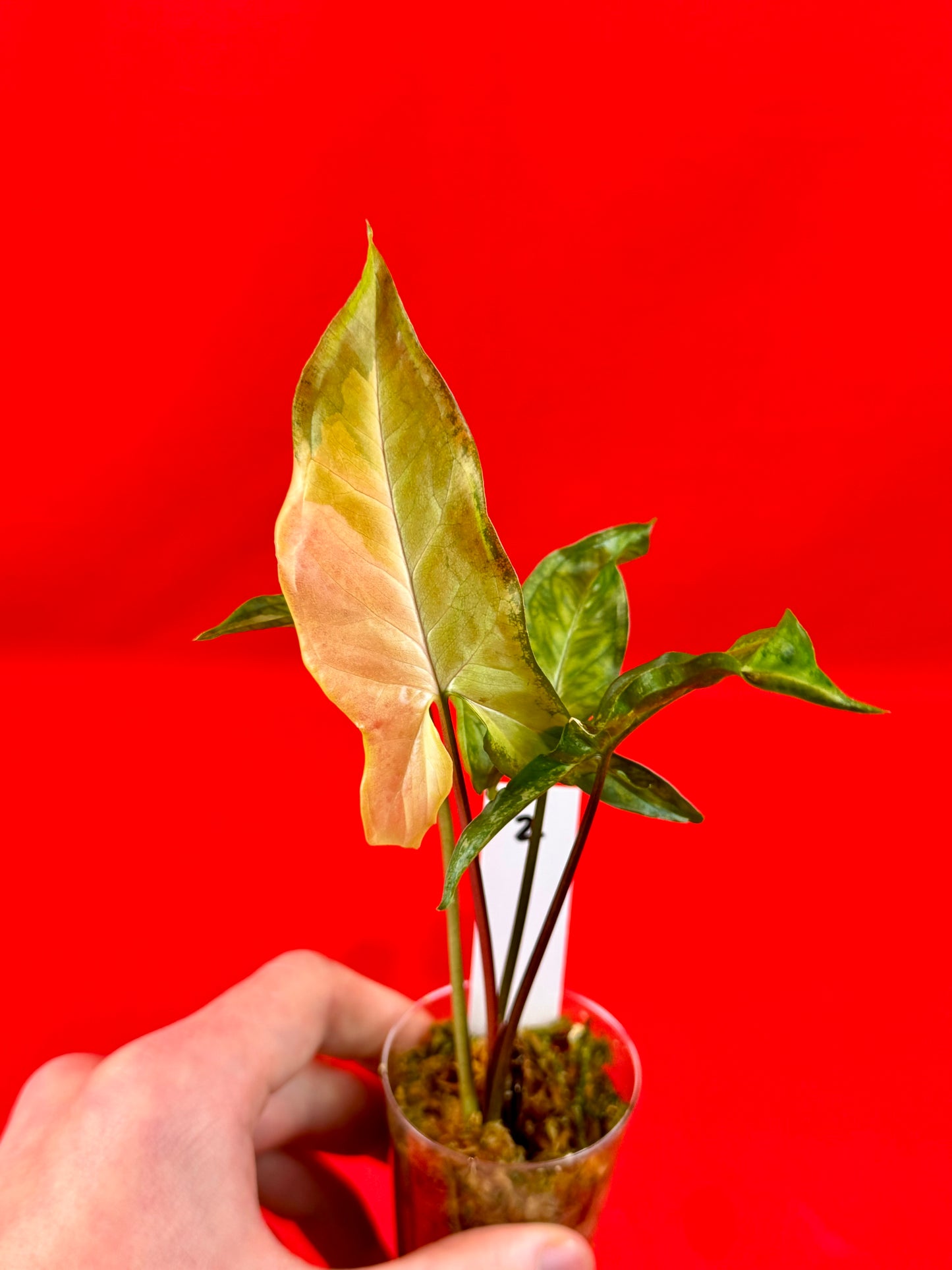 Syngonium Angustatum Variegata (s)