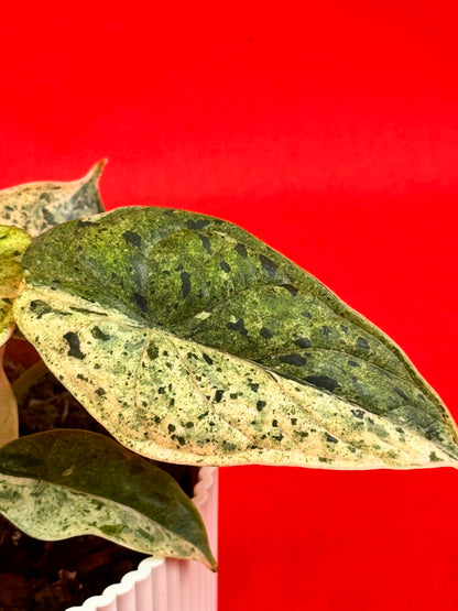 Alocasia Dragon Scale MINT