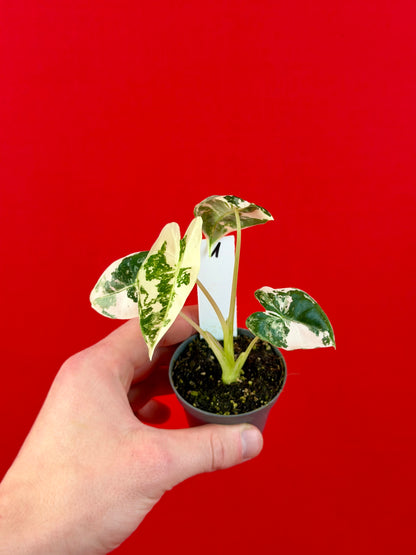 Alocasia micholitziana 'Frydek Variegata' (s)