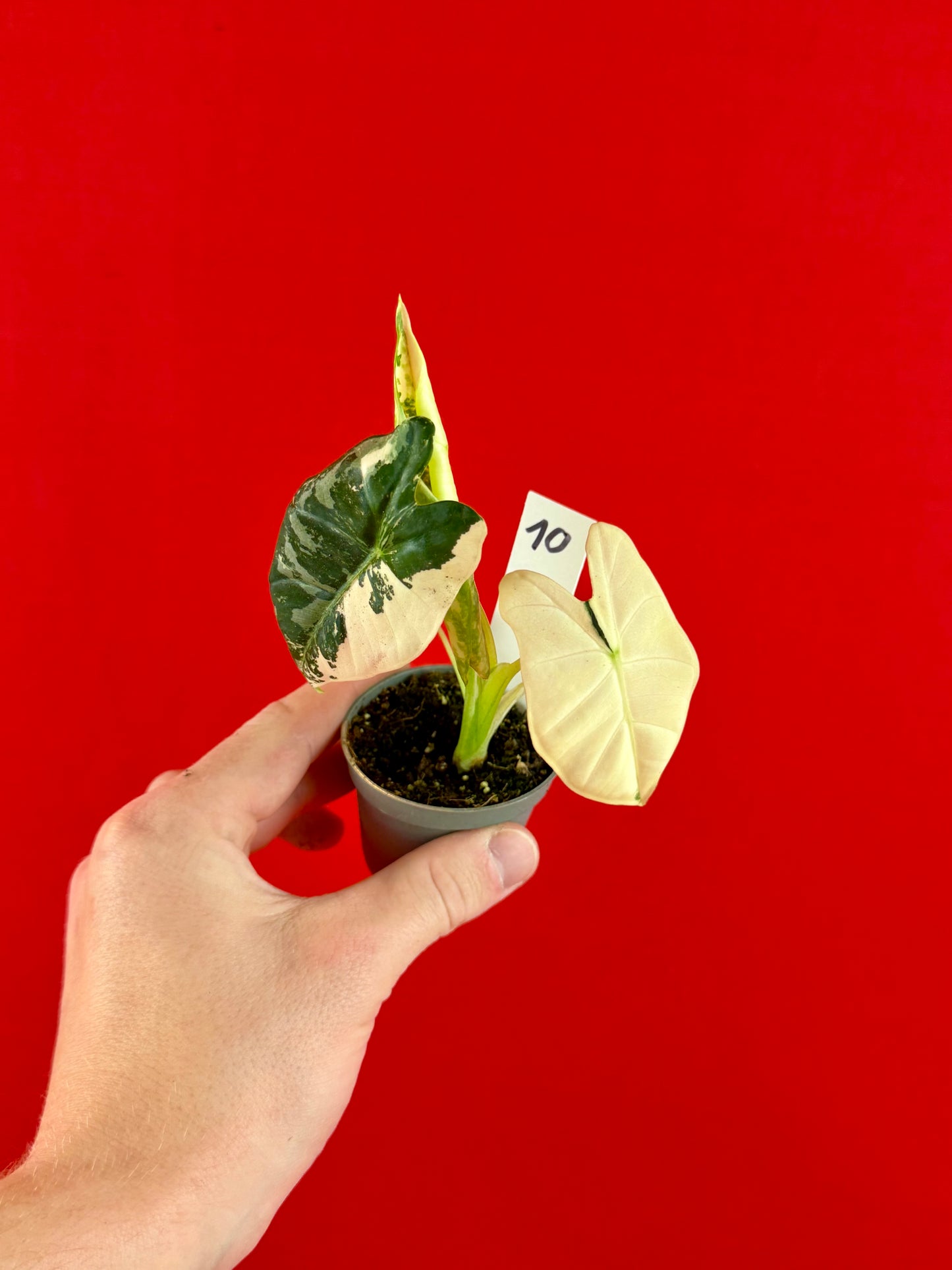 Alocasia micholitziana 'Frydek Variegata' (s)