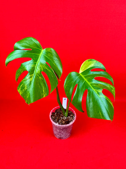 Monstera Deliciosa Aurea - LUplnts