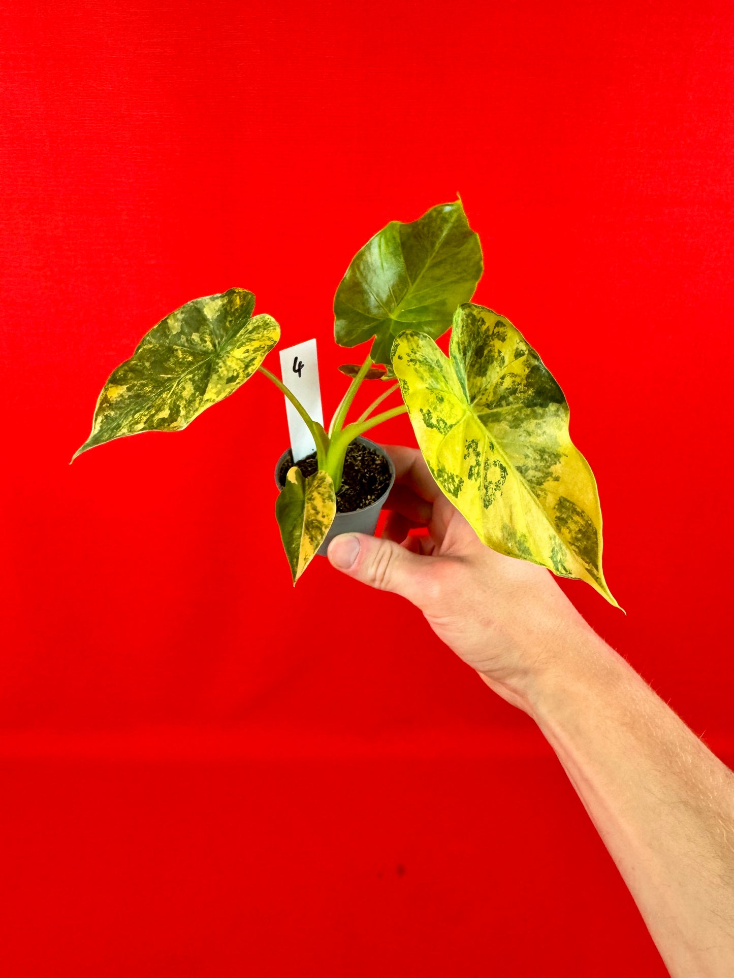 Alocasia macrorrhizos 'Aurea Variegata' (s)
