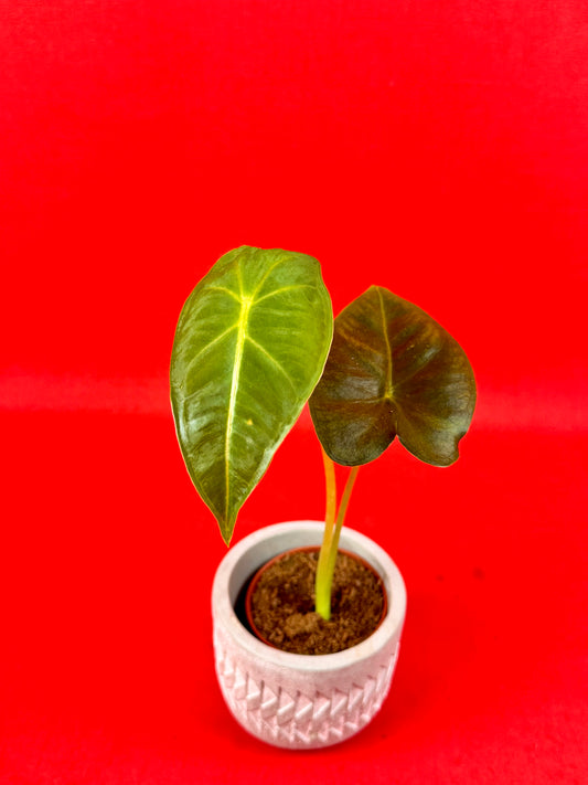 Alocasia micholitziana Frydek (s) - LUplnts