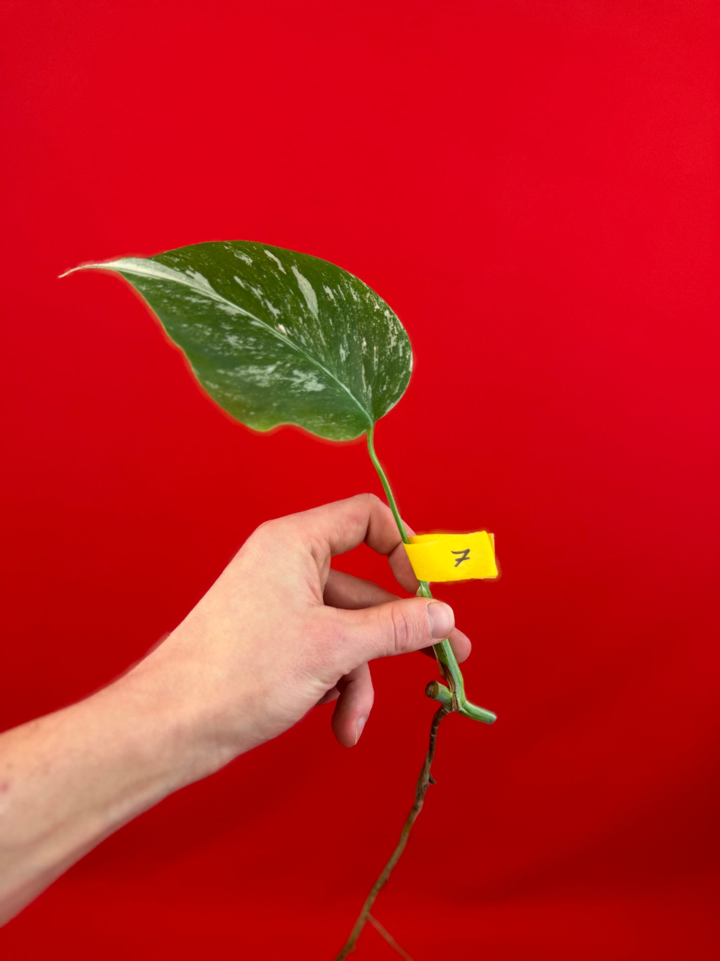 Monstera Deliciosa Variegata (cutting) - LUplnts