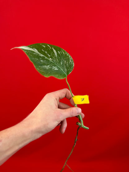 Monstera Deliciosa Variegata (cutting) - LUplnts