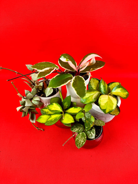 Hoya Bundle (s)