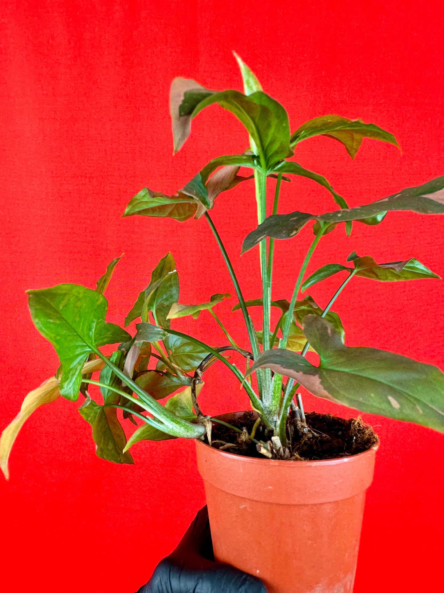 Syngonium Pink Splash / Red Spot