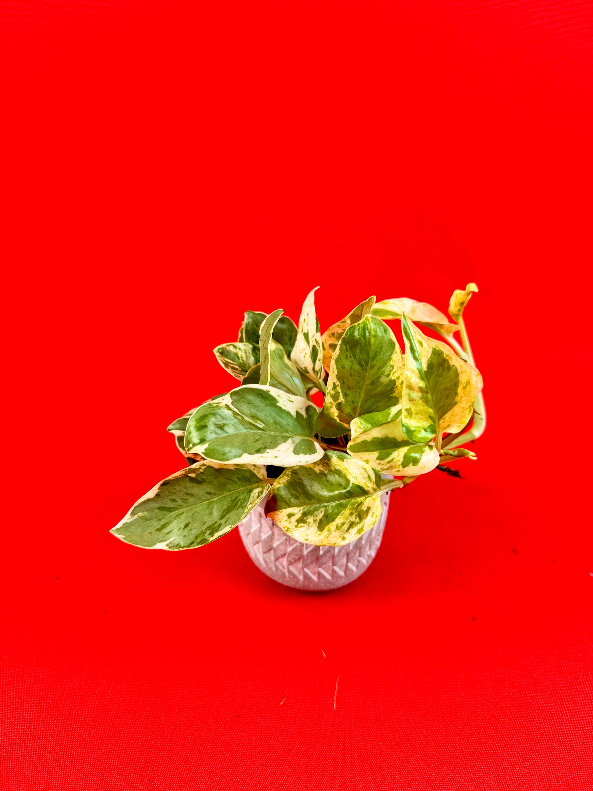 Epipremnum Pinnatum N’Joy (s) - LUplnts