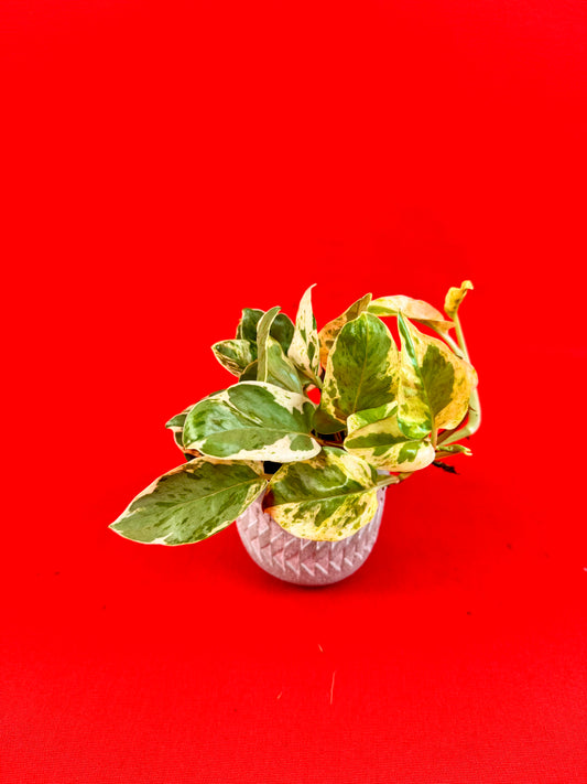 Epipremnum Pinnatum N’Joy (s) - LUplnts