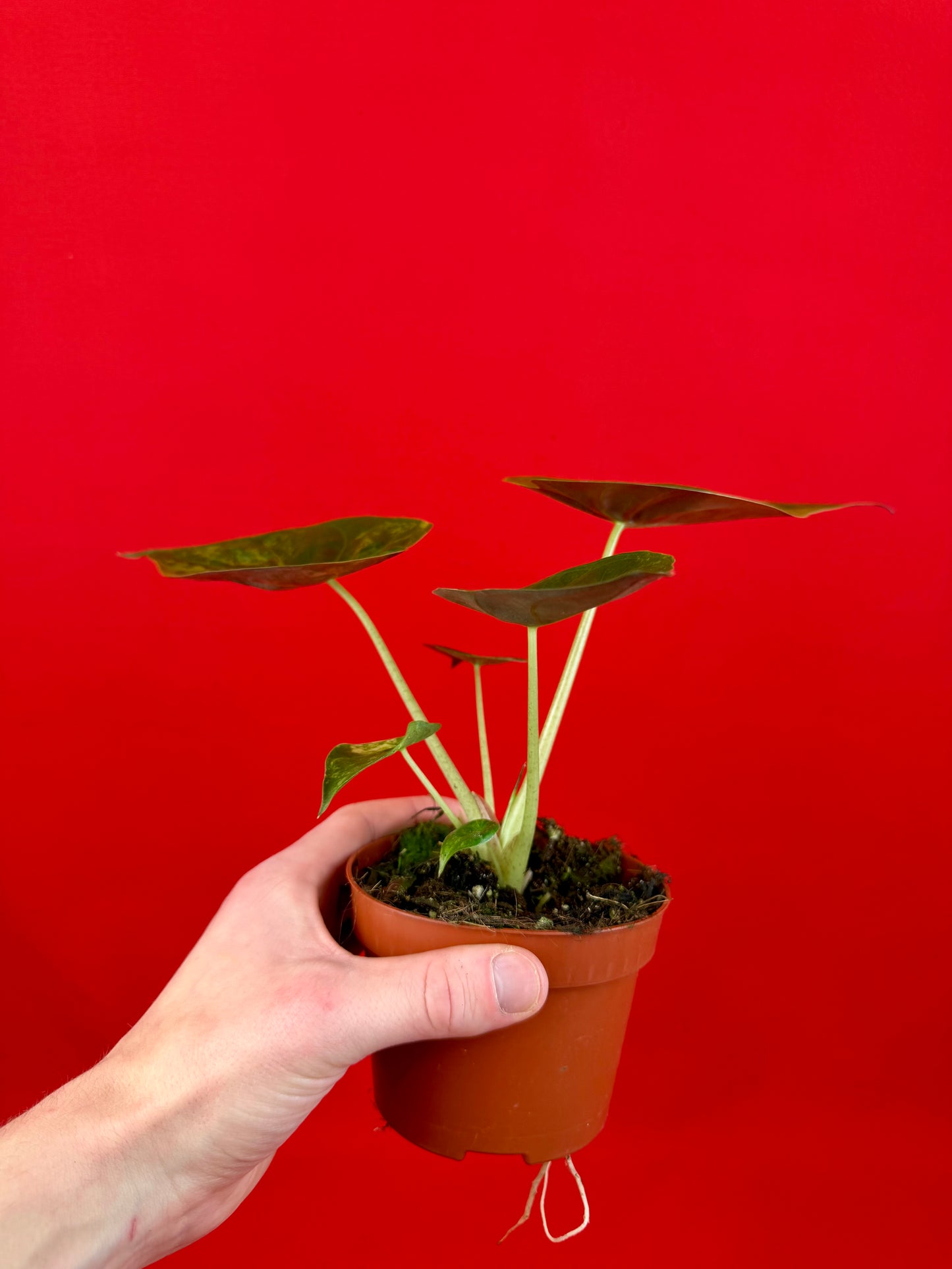 Alocasia wentii ‘Aurea‘