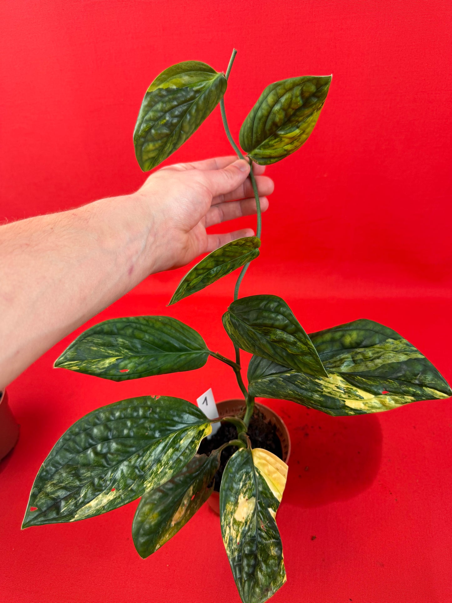 Monstera Peru Variegata - LUplnts
