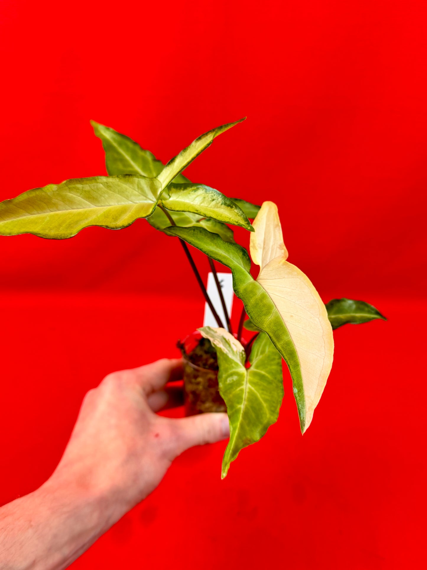 Syngonium Angustatum Variegata (s)