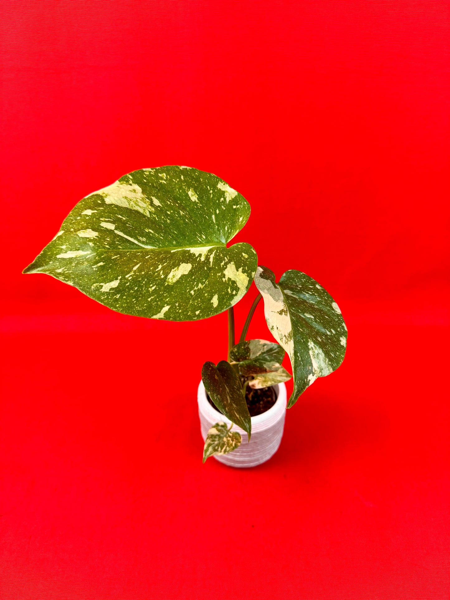 Monstera Thai Constellation (s) - LUplnts
