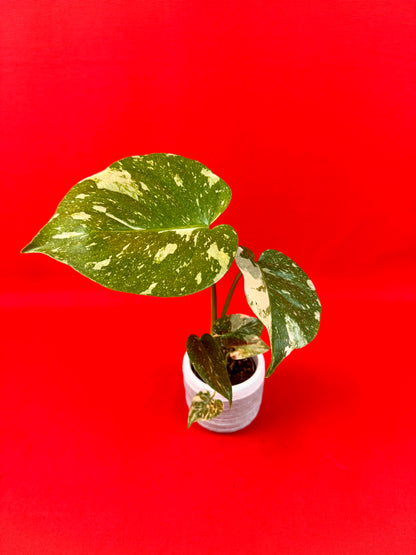 Monstera Thai Constellation (s) - LUplnts