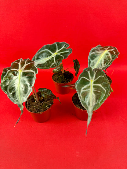 Alocasia Venom