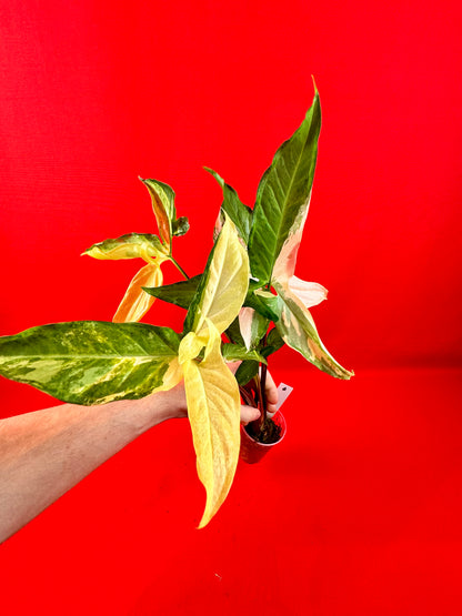 Syngonium Angustatum Variegata