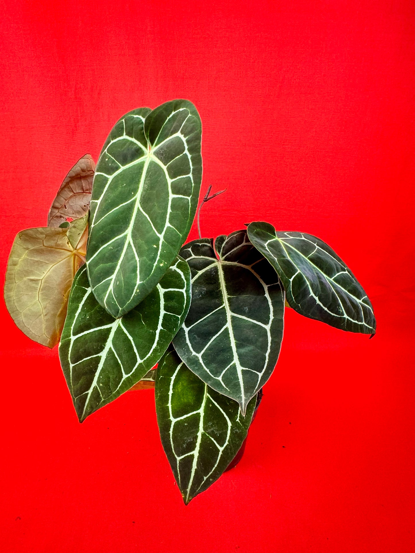 Anthurium Crystallinum XL