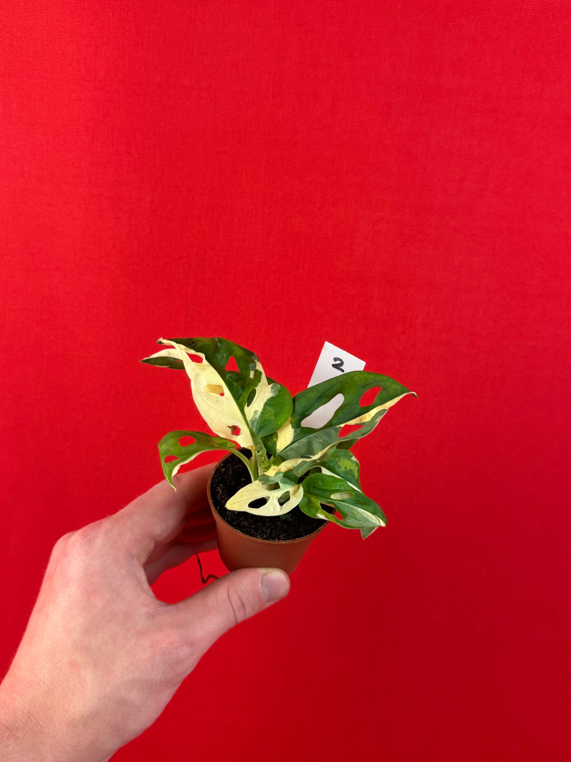 Monstera Adansonii Variegata (s) - LUplnts