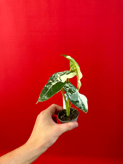 Alocasia micholitziana 'Frydek Variegata' (s)