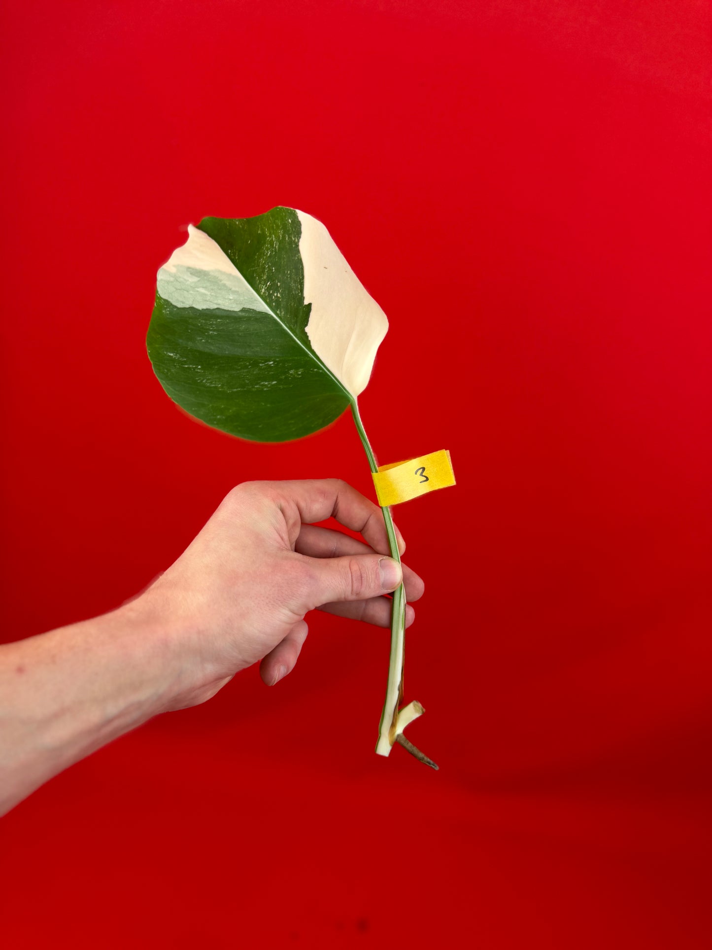 Monstera Deliciosa Variegata (cutting) - LUplnts