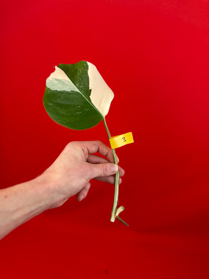 Monstera Deliciosa Variegata (cutting) - LUplnts