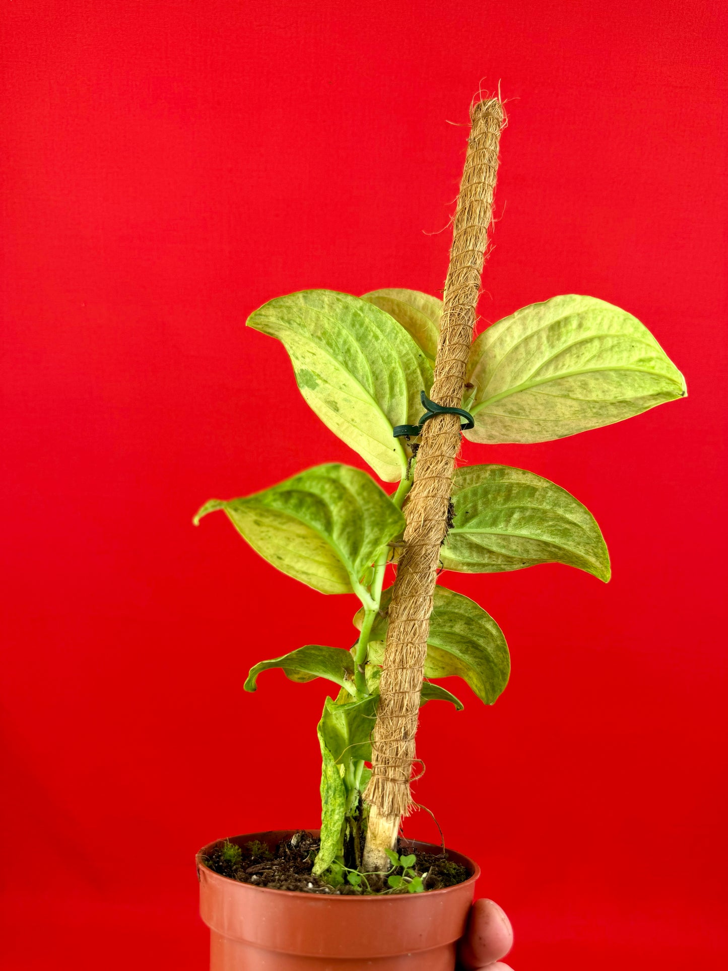 Raphidophora korthalsii ‘Marble‘