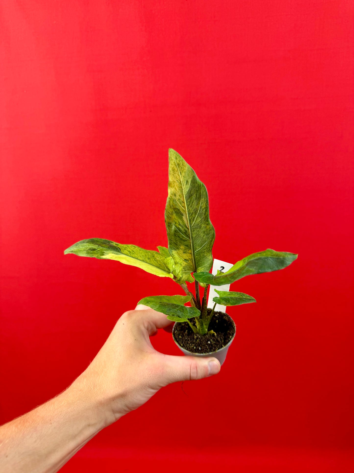 Alocasia lauterbachiana 'Variegata' (s)