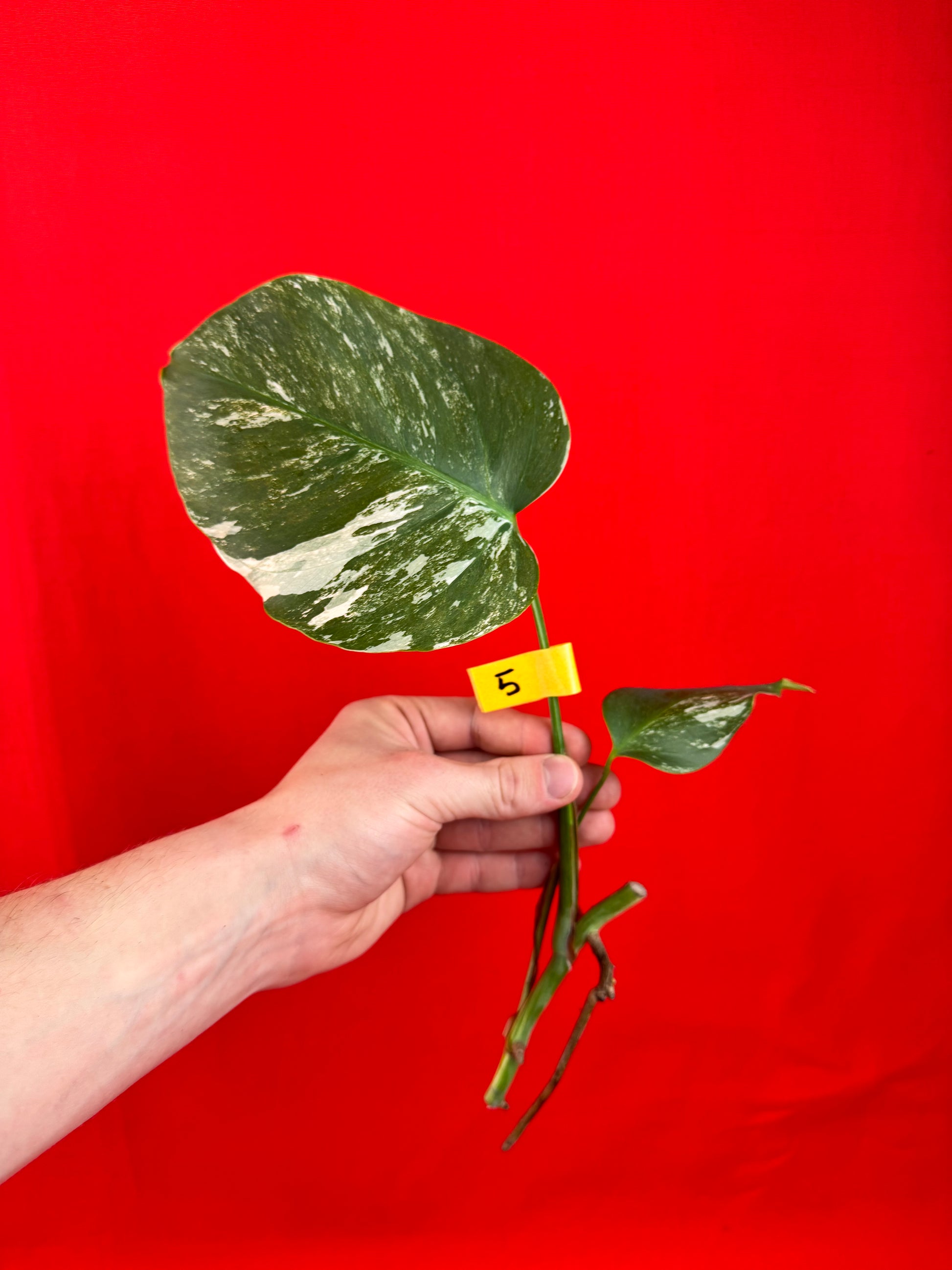 Monstera Deliciosa Variegata (cutting) - LUplnts