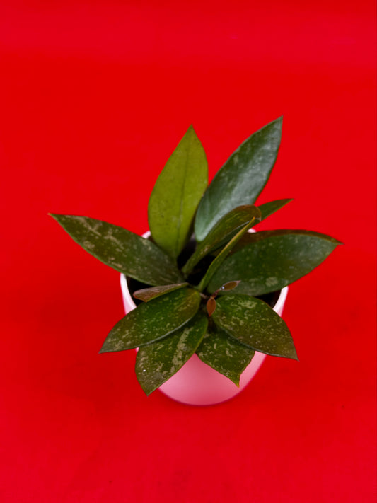 Hoya gracilis (s) - LUplnts