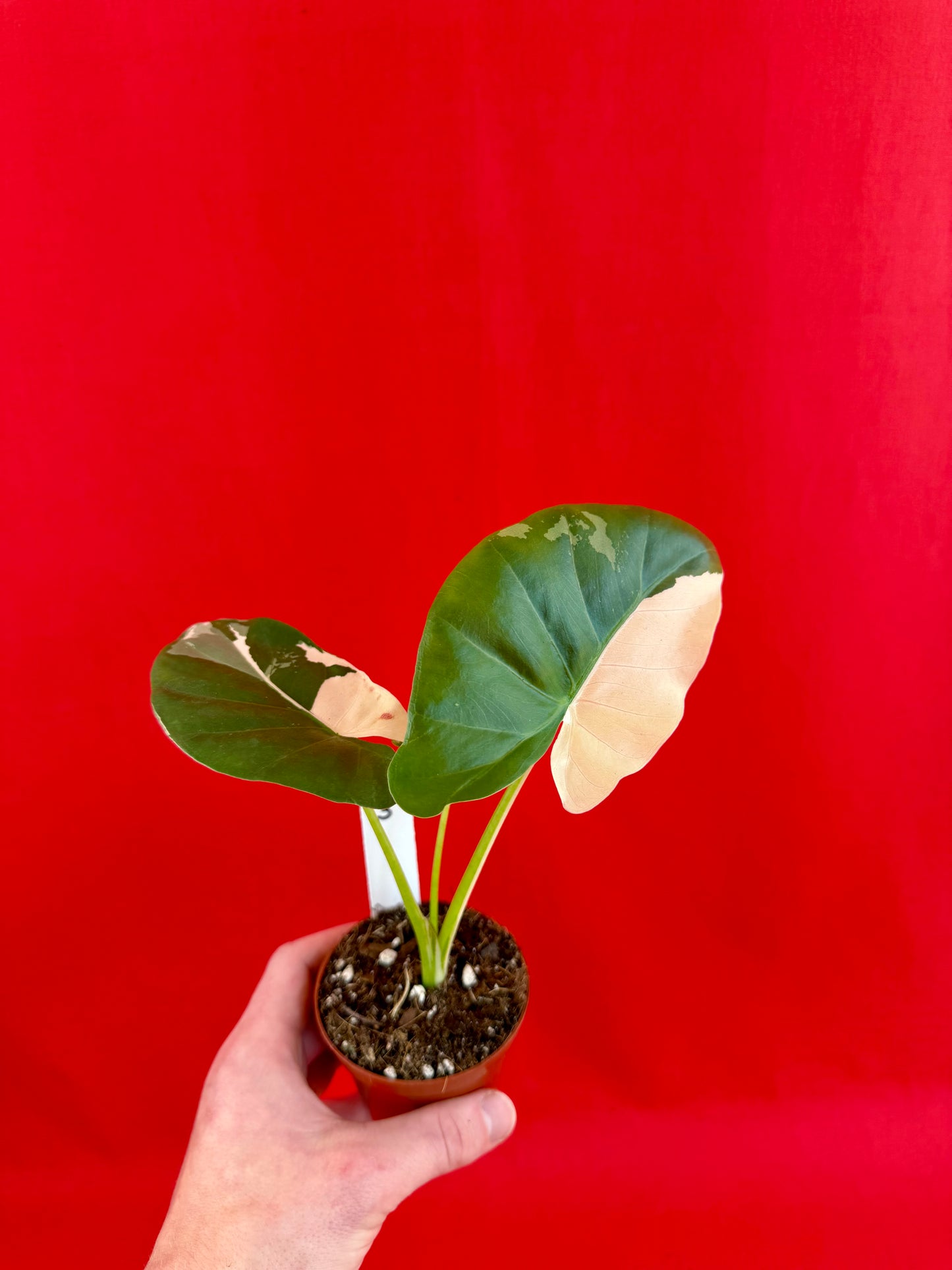 Alocasia Macrorrhiza Variegata - LUplnts