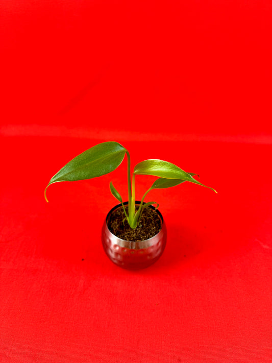 Monstera Burle Marx Flame (s)