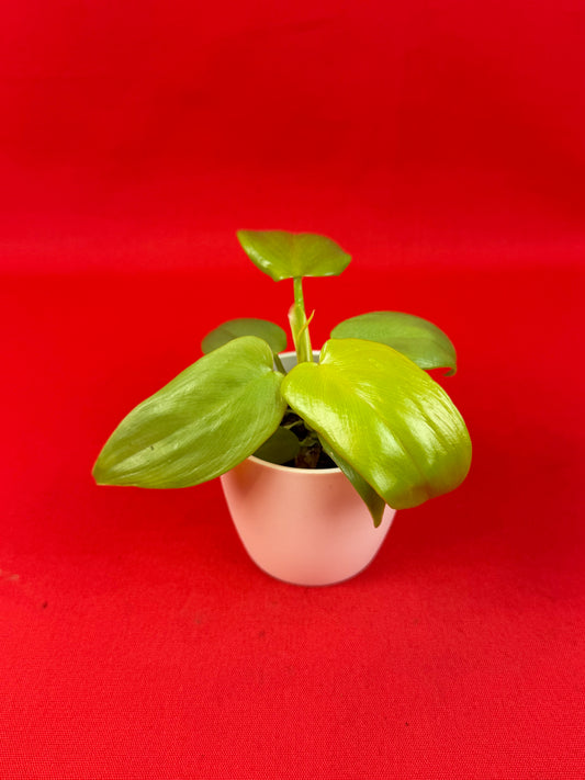 Philodendron 'Ceylon Gold' (s) - LUplnts