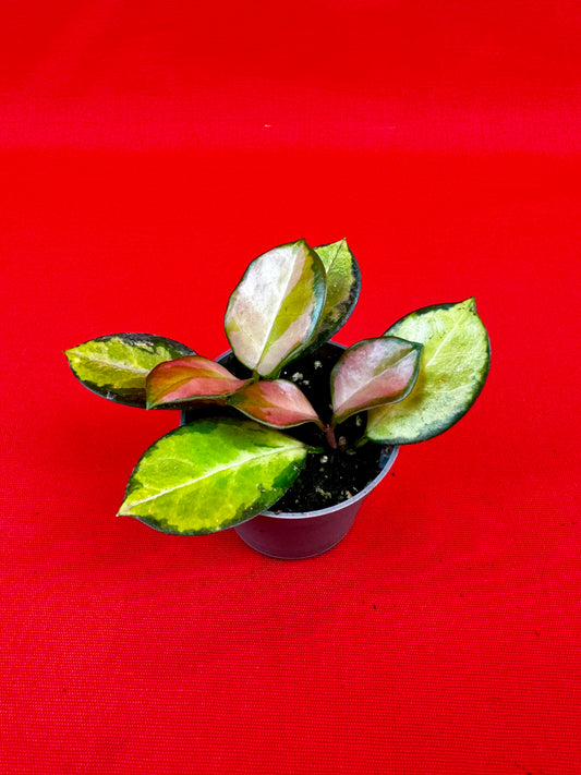 Hoya carnosa 'Tricolor' (s) - LUplnts