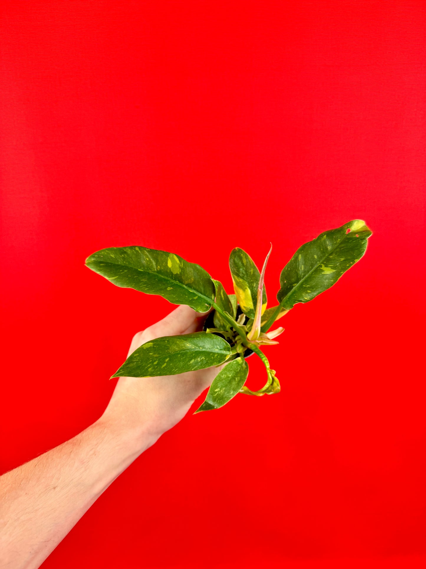 Philodendron Bundle (s)