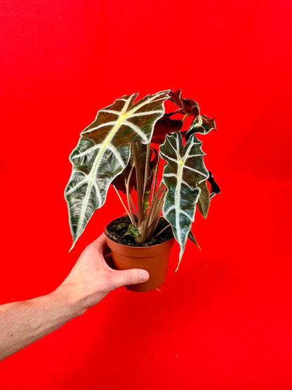 Alocasia Polly